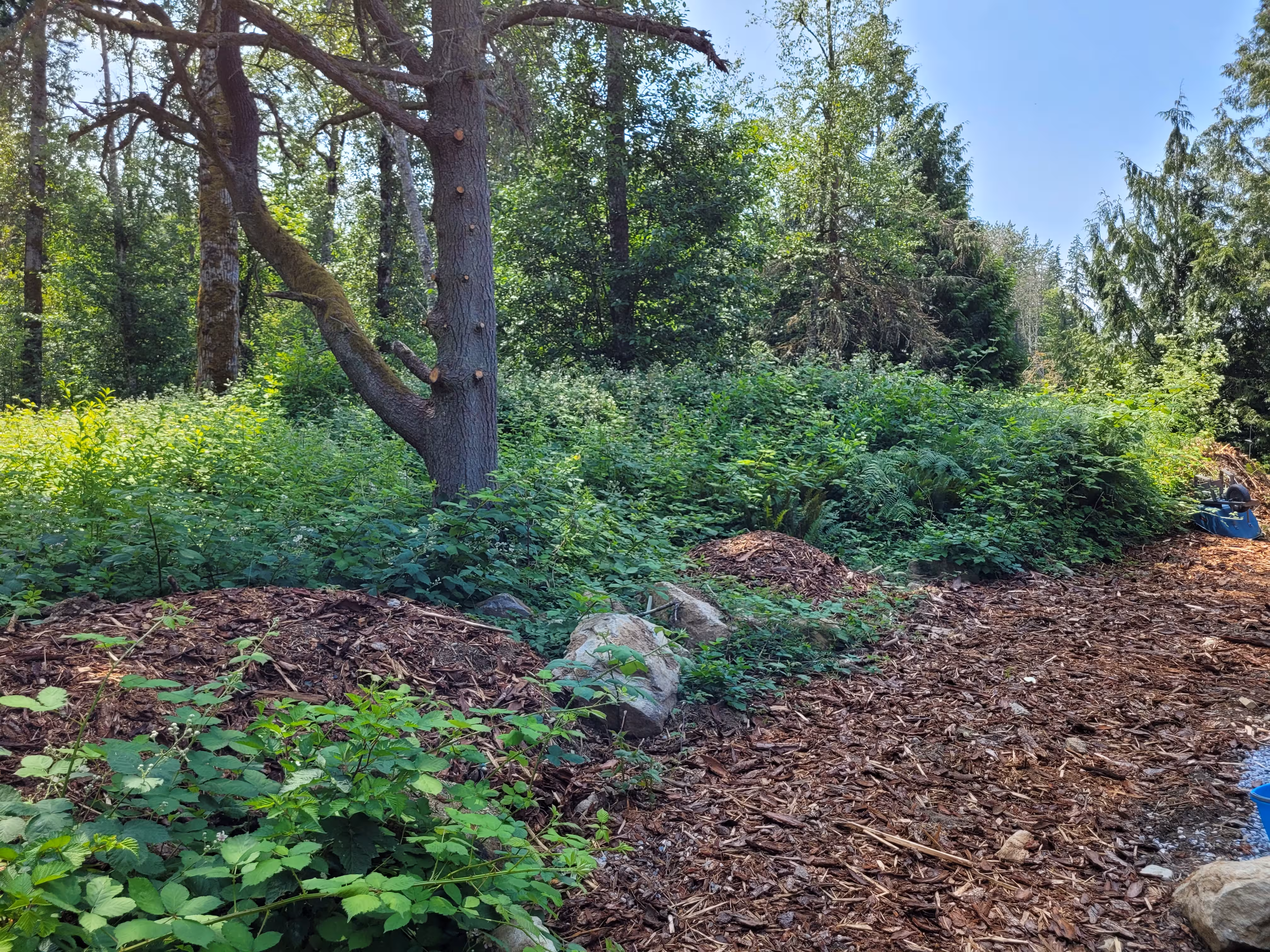Before and after of a cleared field