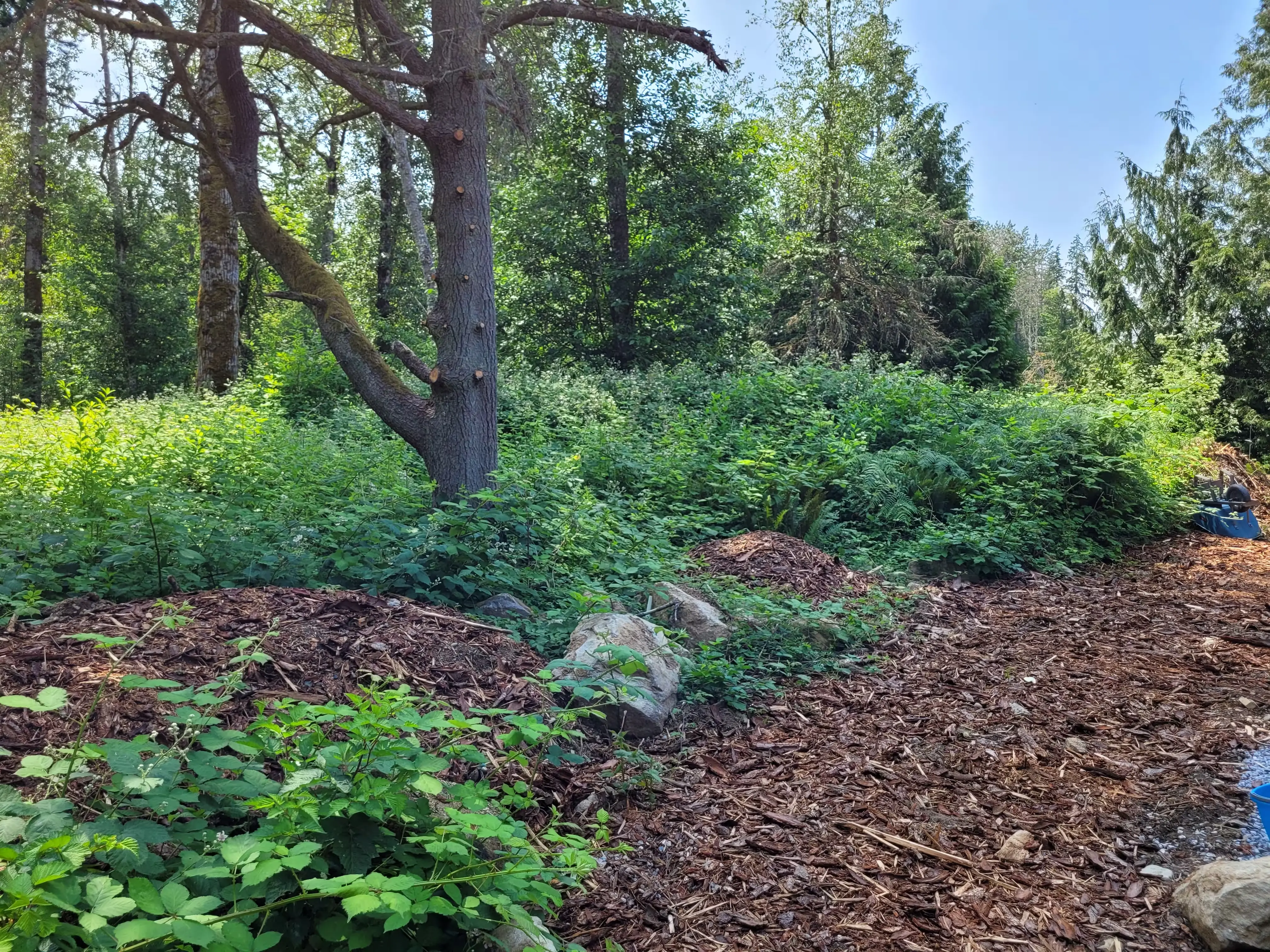 Before and after of a cleared field