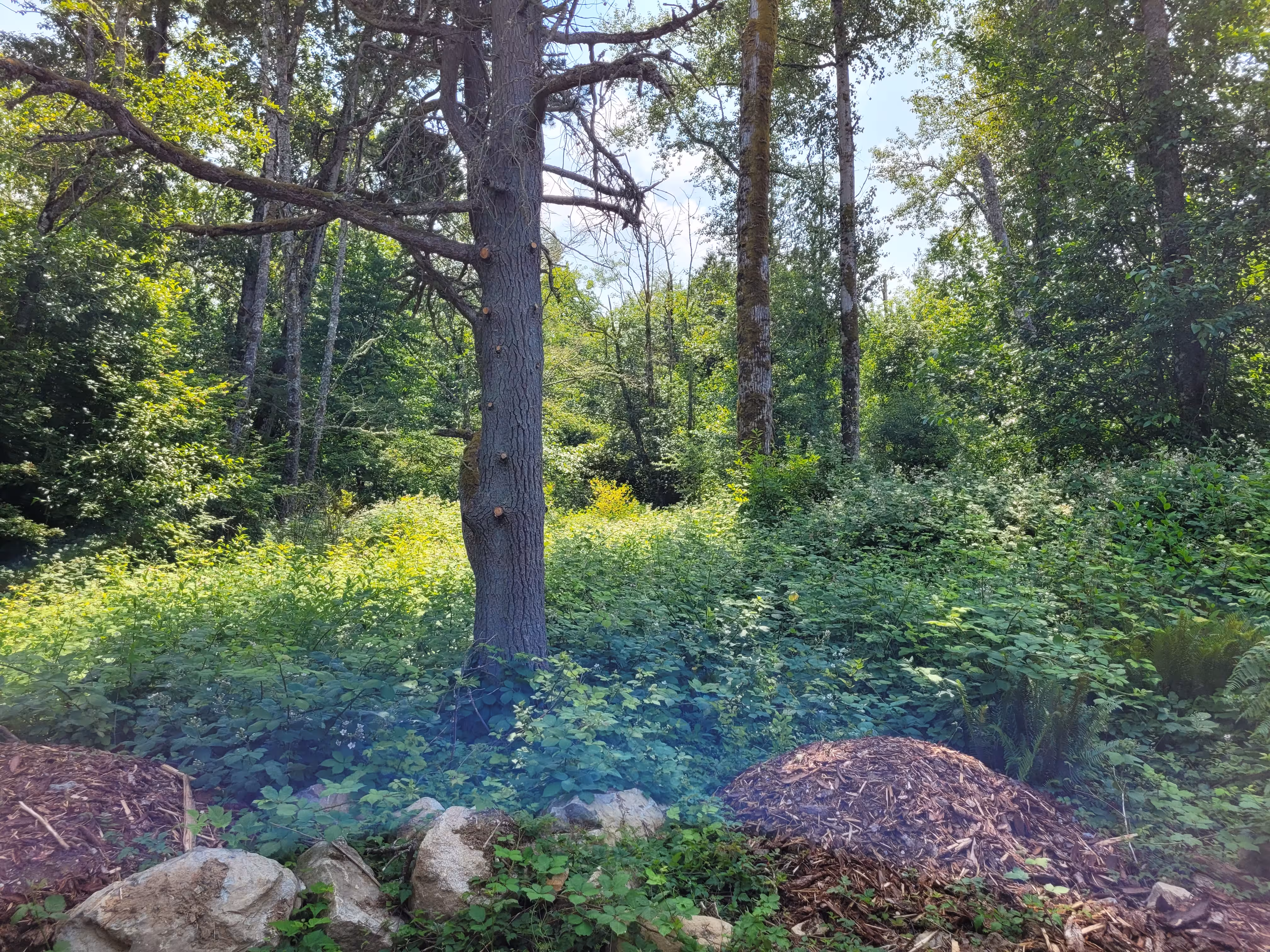 Before and after of a cleared field